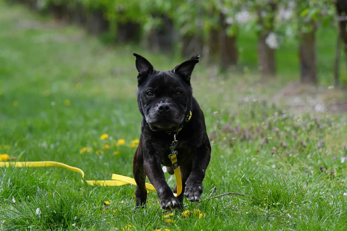 TJ,  Staffordshire Bull Terrier for adoption at Fundacja AST (Adoptuj Staffa i Teriera) — photo 3 of 8