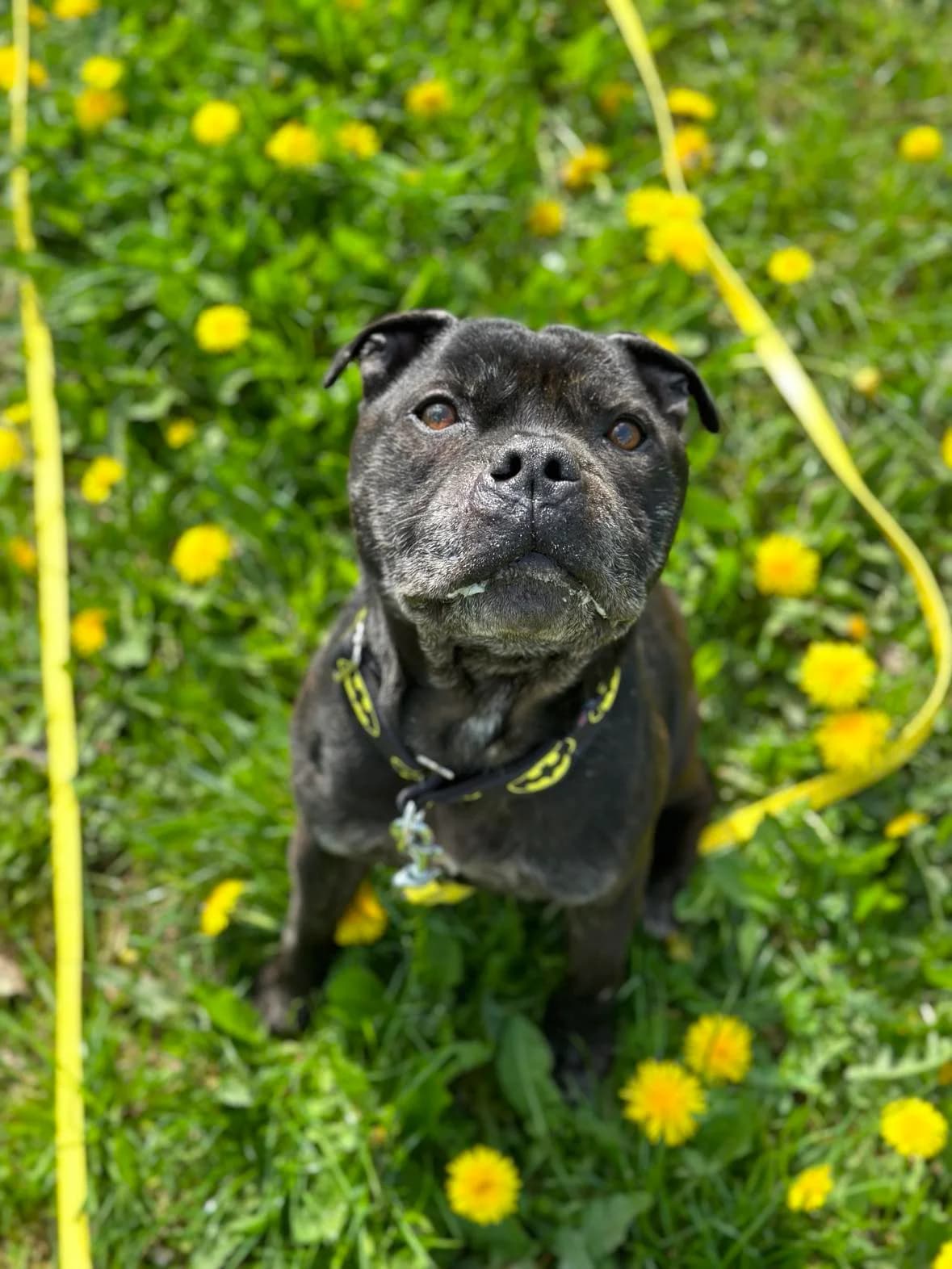 TJ,  Staffordshire Bull Terrier for adoption at Fundacja AST (Adoptuj Staffa i Teriera) — photo 4 of 8