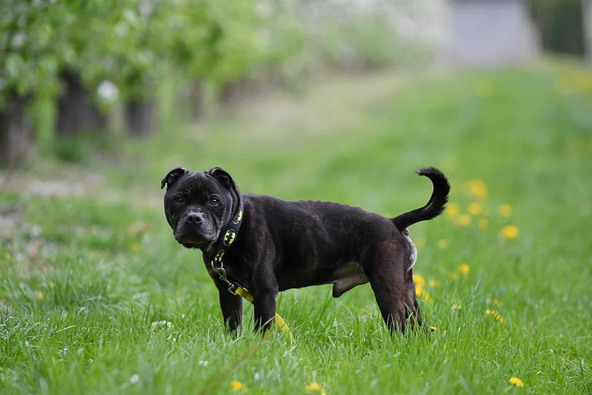 TJ,  Staffordshire Bull Terrier for adoption at Fundacja AST (Adoptuj Staffa i Teriera) — photo 5 of 8