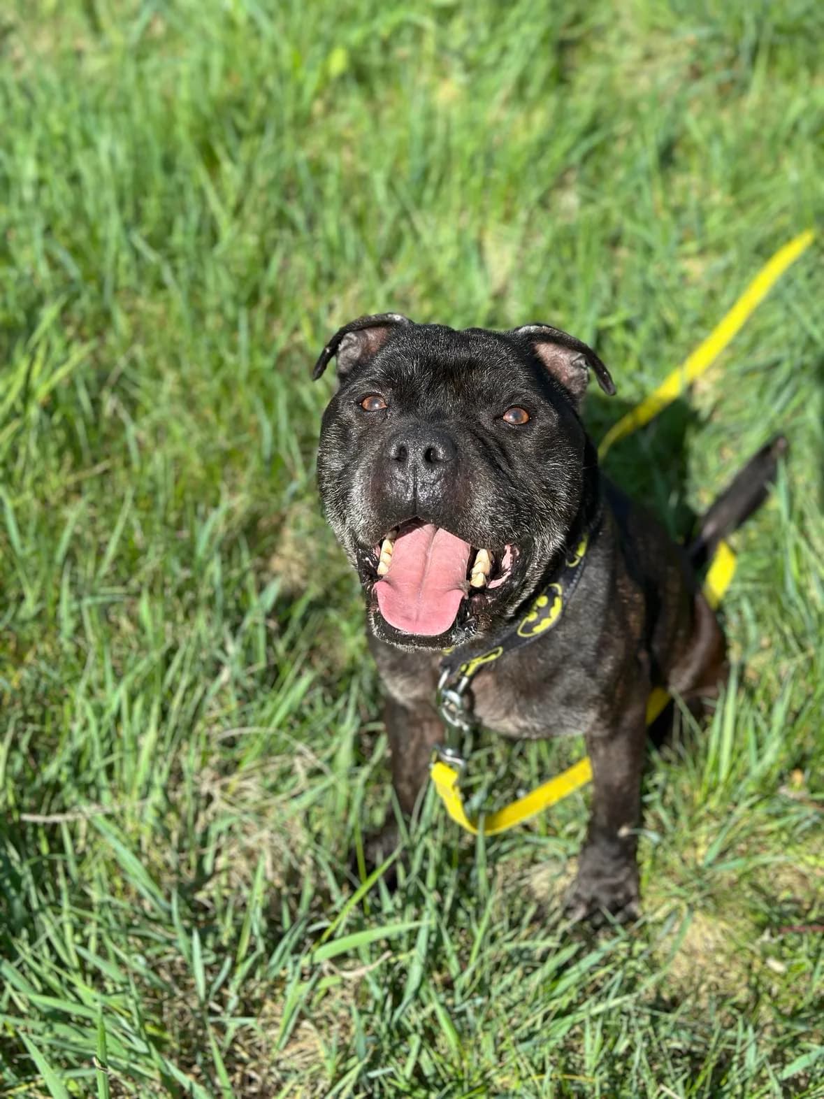 TJ,  Staffordshire Bull Terrier for adoption at Fundacja AST (Adoptuj Staffa i Teriera) — photo 6 of 8