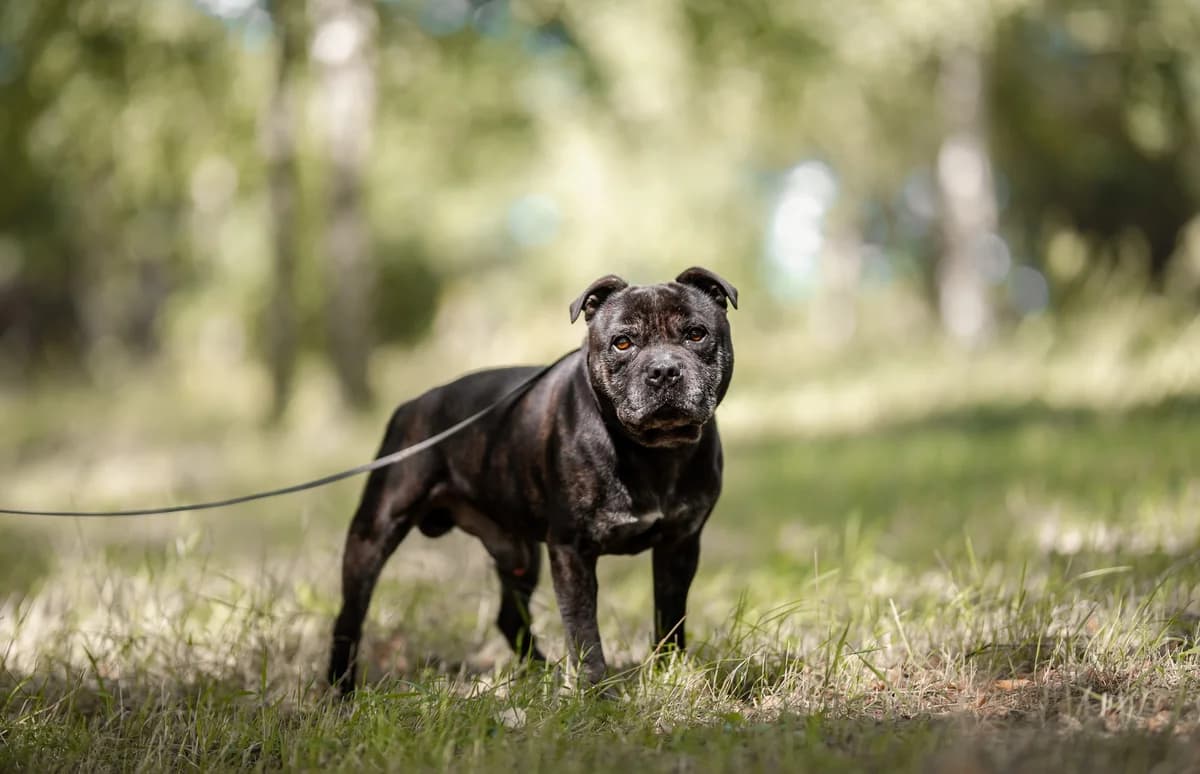 TJ,  Staffordshire Bull Terrier for adoption at Fundacja AST (Adoptuj Staffa i Teriera) — photo 7 of 8