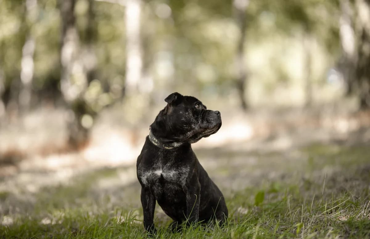 TJ,  Staffordshire Bull Terrier for adoption at Fundacja AST (Adoptuj Staffa i Teriera) — photo 8 of 8
