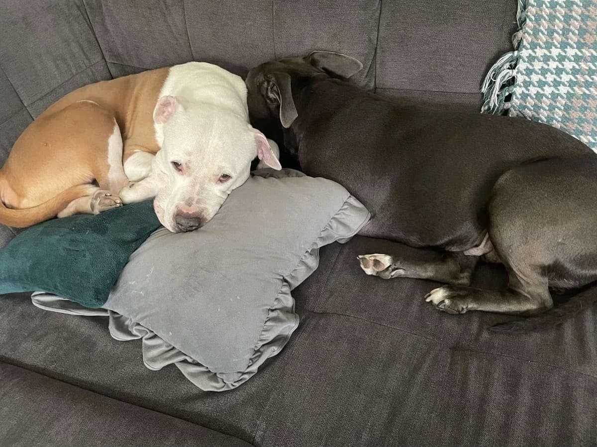 BADI, male senior American Staffordshire Terrier for adoption at Fundacja AST (Adoptuj Staffa i Teriera)