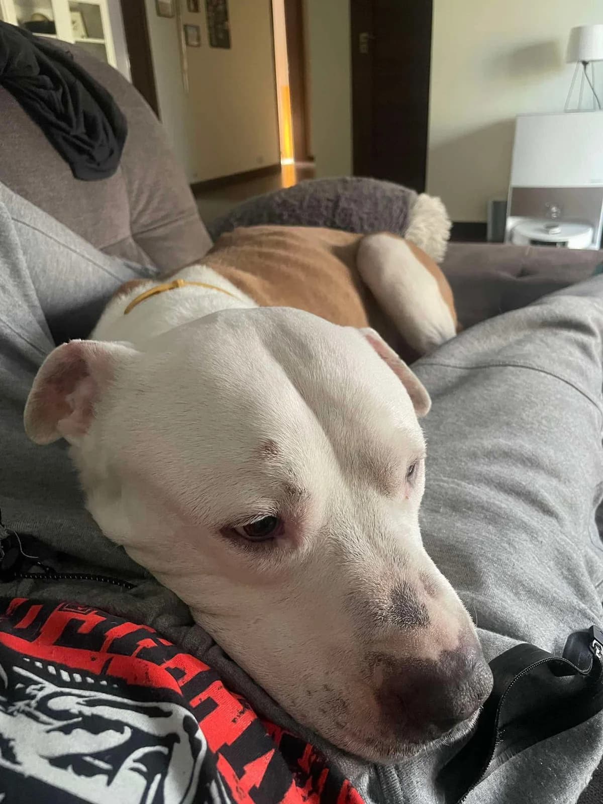 BADI, male American Staffordshire Terrier for adoption at Fundacja AST (Adoptuj Staffa i Teriera) — photo 2 of 6