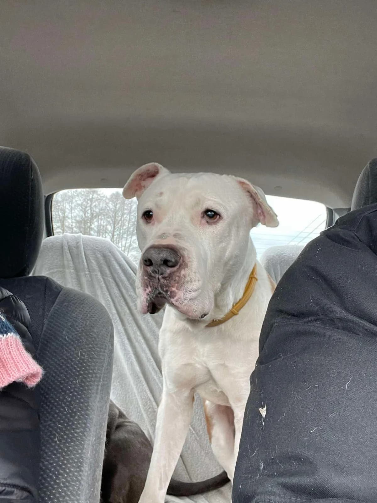 BADI, male American Staffordshire Terrier for adoption at Fundacja AST (Adoptuj Staffa i Teriera) — photo 3 of 6