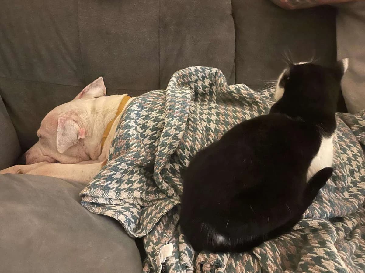 BADI, male American Staffordshire Terrier for adoption at Fundacja AST (Adoptuj Staffa i Teriera) — photo 4 of 6