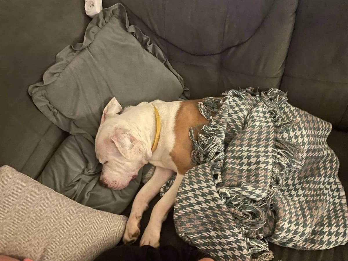 BADI, male American Staffordshire Terrier for adoption at Fundacja AST (Adoptuj Staffa i Teriera) — photo 5 of 6