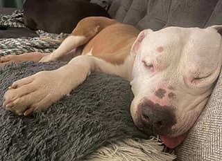 BADI, male American Staffordshire Terrier for adoption at Fundacja AST (Adoptuj Staffa i Teriera) — photo 6 of 6