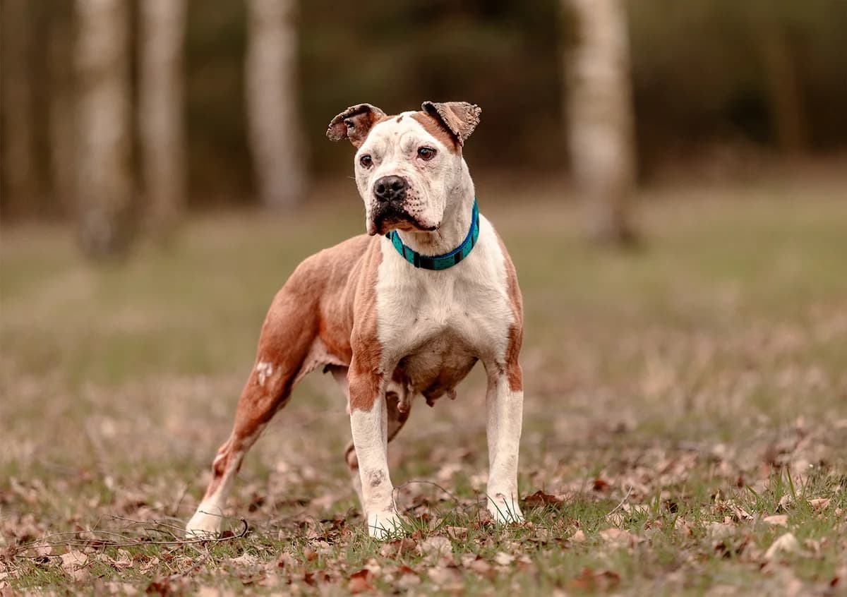 OLLY, female American Staffordshire Terrier for adoption at Fundacja AST (Adoptuj Staffa i Teriera)