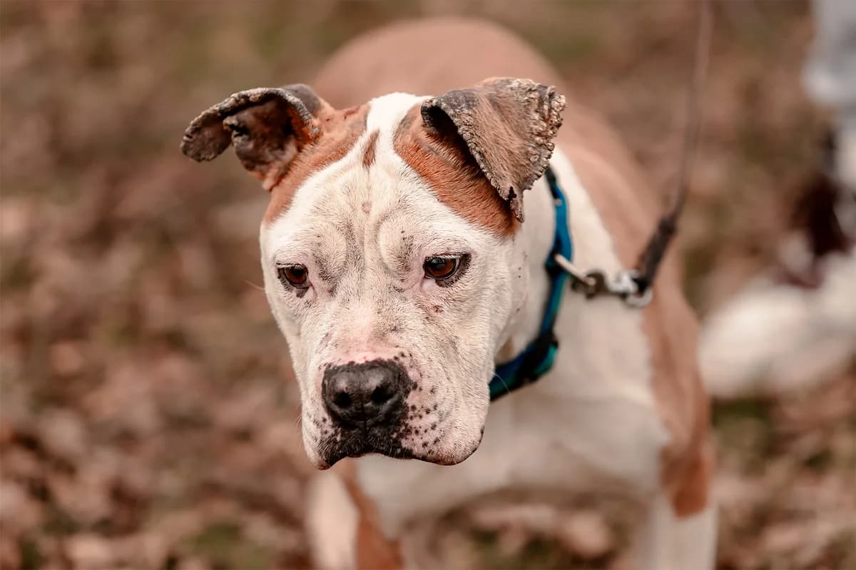 OLLY, female American Staffordshire Terrier for adoption at Fundacja AST (Adoptuj Staffa i Teriera) — photo 2 of 8