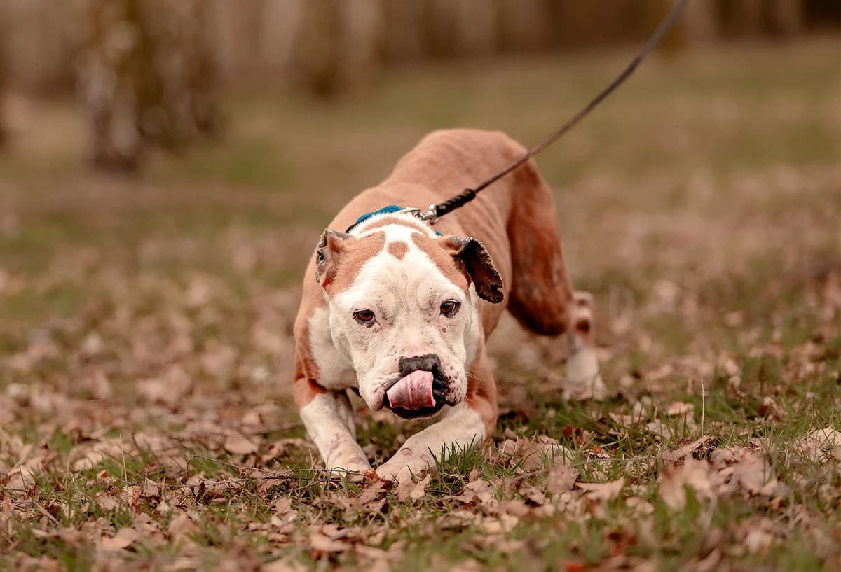 OLLY, female American Staffordshire Terrier for adoption at Fundacja AST (Adoptuj Staffa i Teriera) — photo 3 of 8