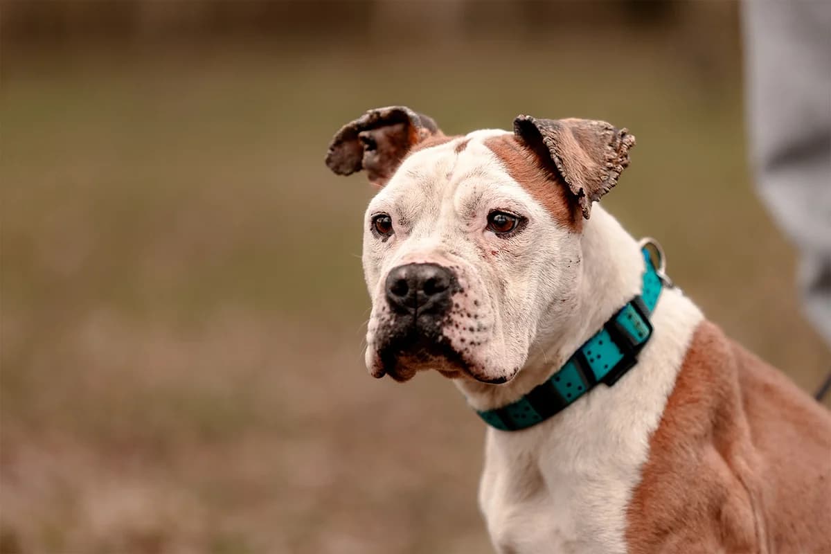 OLLY, female American Staffordshire Terrier for adoption at Fundacja AST (Adoptuj Staffa i Teriera) — photo 4 of 8