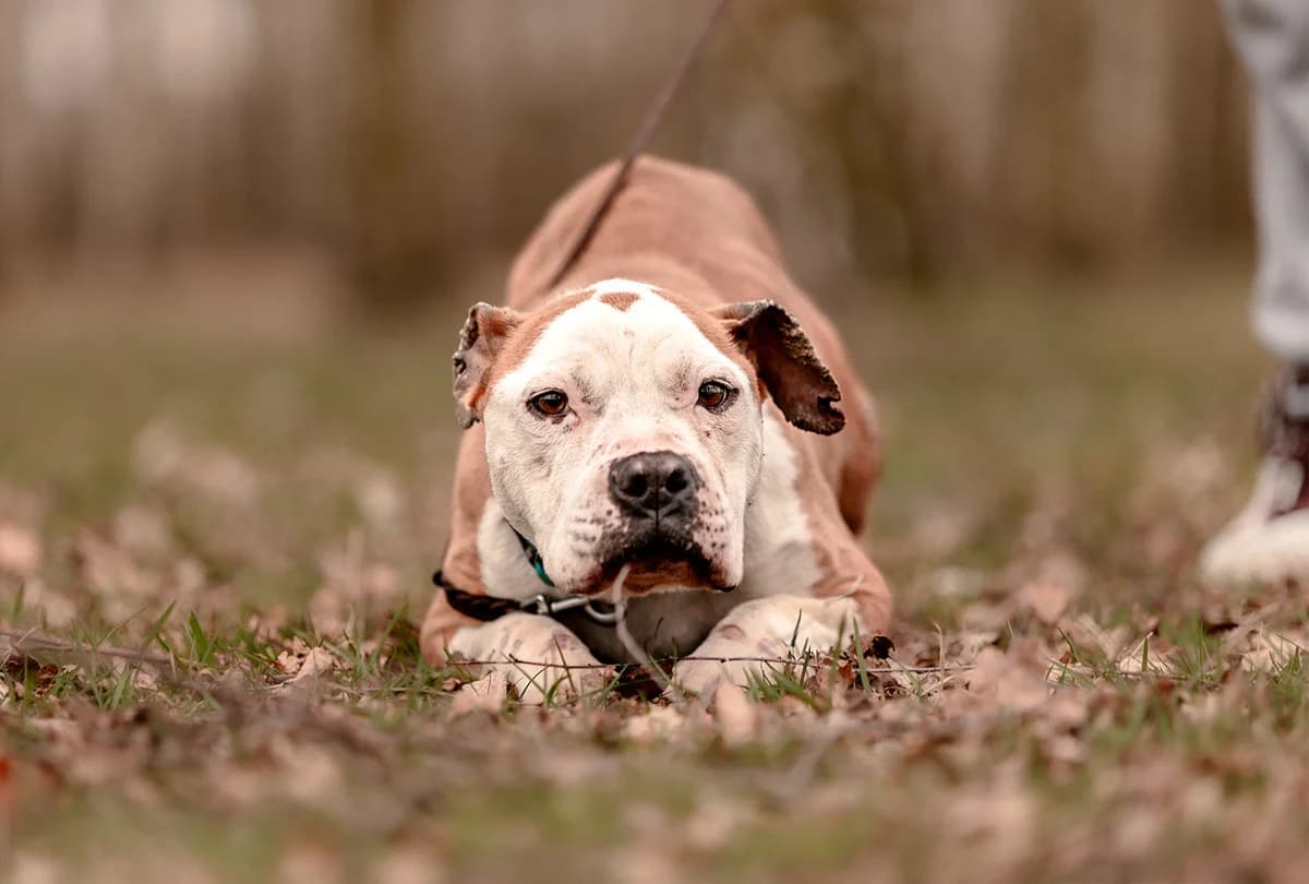 OLLY, female American Staffordshire Terrier for adoption at Fundacja AST (Adoptuj Staffa i Teriera) — photo 5 of 8