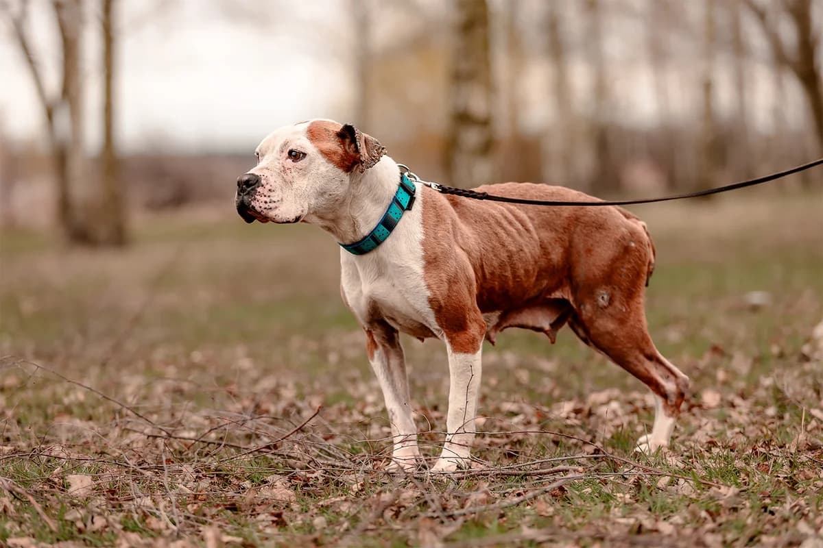OLLY, female American Staffordshire Terrier for adoption at Fundacja AST (Adoptuj Staffa i Teriera) — photo 6 of 8