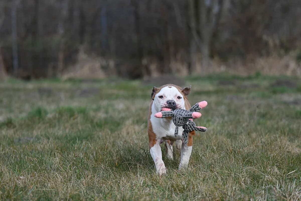 OLLY, female American Staffordshire Terrier for adoption at Fundacja AST (Adoptuj Staffa i Teriera) — photo 7 of 8