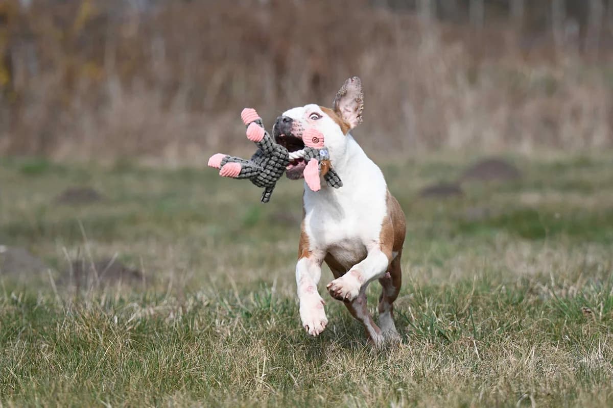 OLLY, female American Staffordshire Terrier for adoption at Fundacja AST (Adoptuj Staffa i Teriera) — photo 8 of 8