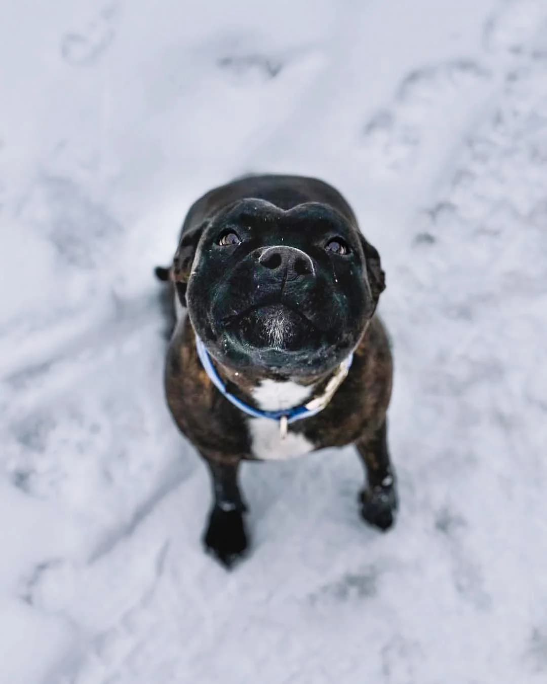 SISI, female 5yo Staffordshire Bull Terrier for adoption at Fundacja AST (Adoptuj Staffa i Teriera)