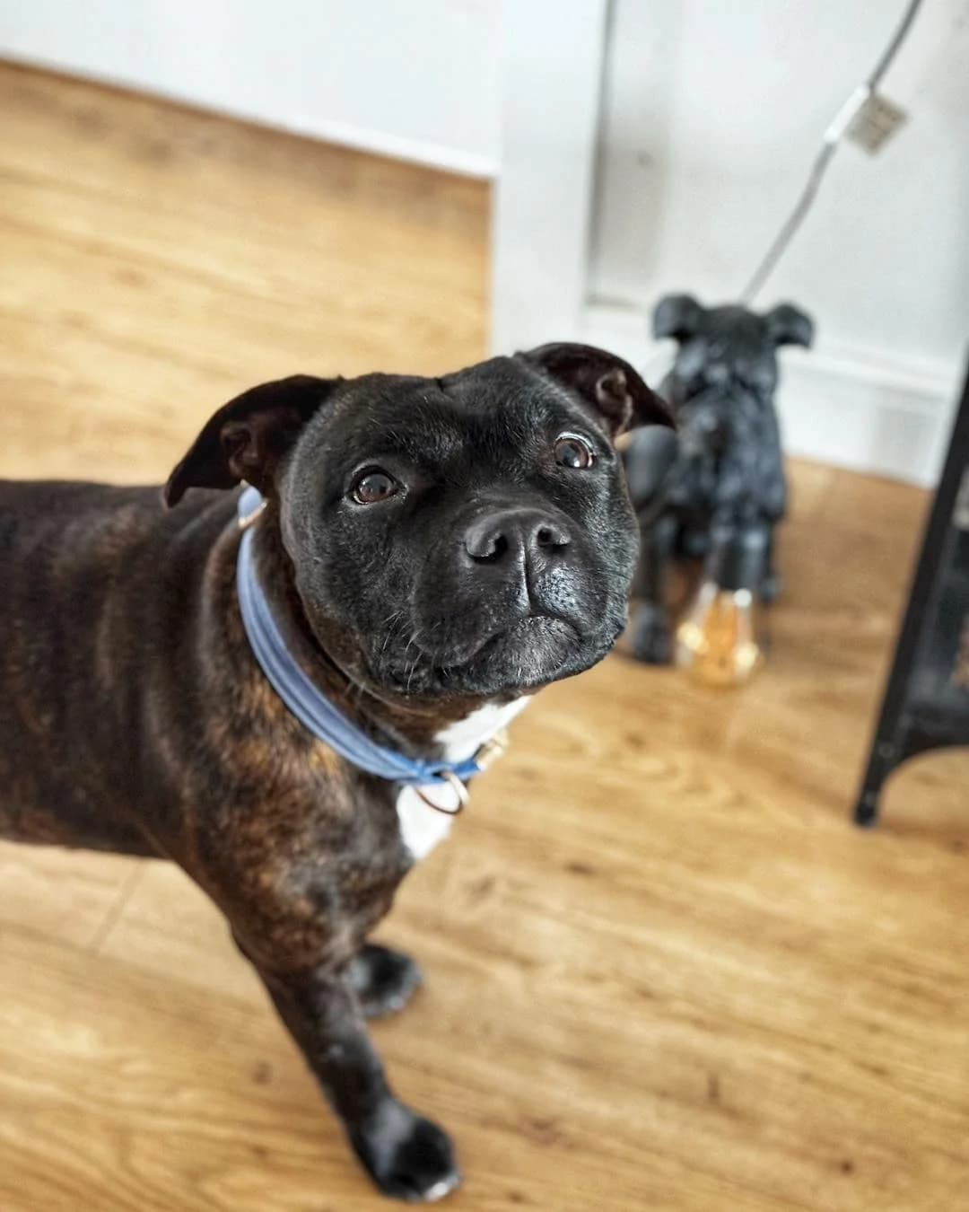 SISI, female Staffordshire Bull Terrier for adoption at Fundacja AST (Adoptuj Staffa i Teriera) — photo 2 of 7