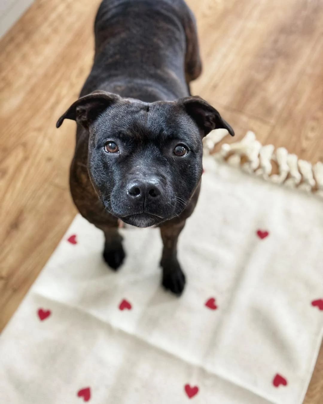 SISI, female Staffordshire Bull Terrier for adoption at Fundacja AST (Adoptuj Staffa i Teriera) — photo 3 of 7