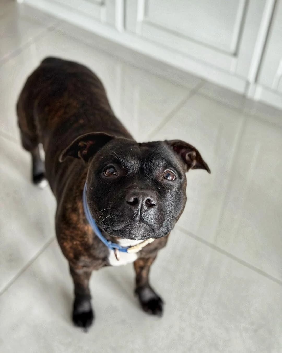 SISI, female Staffordshire Bull Terrier for adoption at Fundacja AST (Adoptuj Staffa i Teriera) — photo 4 of 7