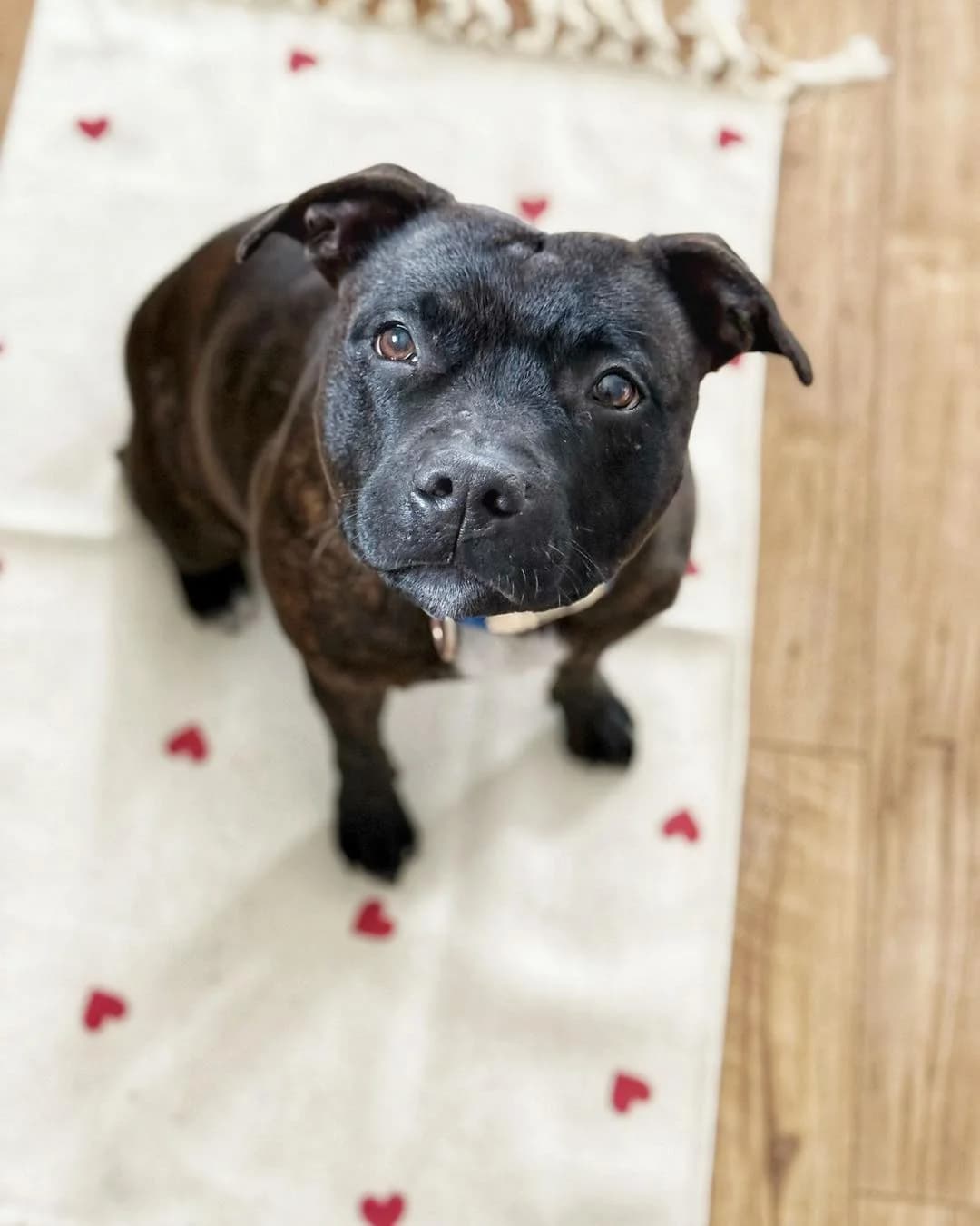 SISI, female Staffordshire Bull Terrier for adoption at Fundacja AST (Adoptuj Staffa i Teriera) — photo 5 of 7
