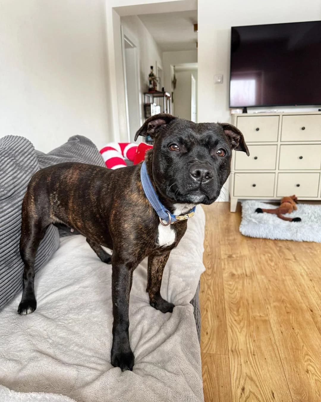 SISI, female Staffordshire Bull Terrier for adoption at Fundacja AST (Adoptuj Staffa i Teriera) — photo 6 of 7