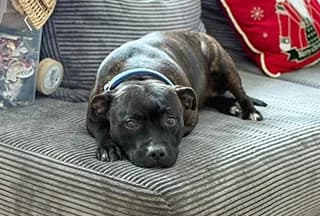 SISI, female Staffordshire Bull Terrier for adoption at Fundacja AST (Adoptuj Staffa i Teriera) — photo 7 of 7