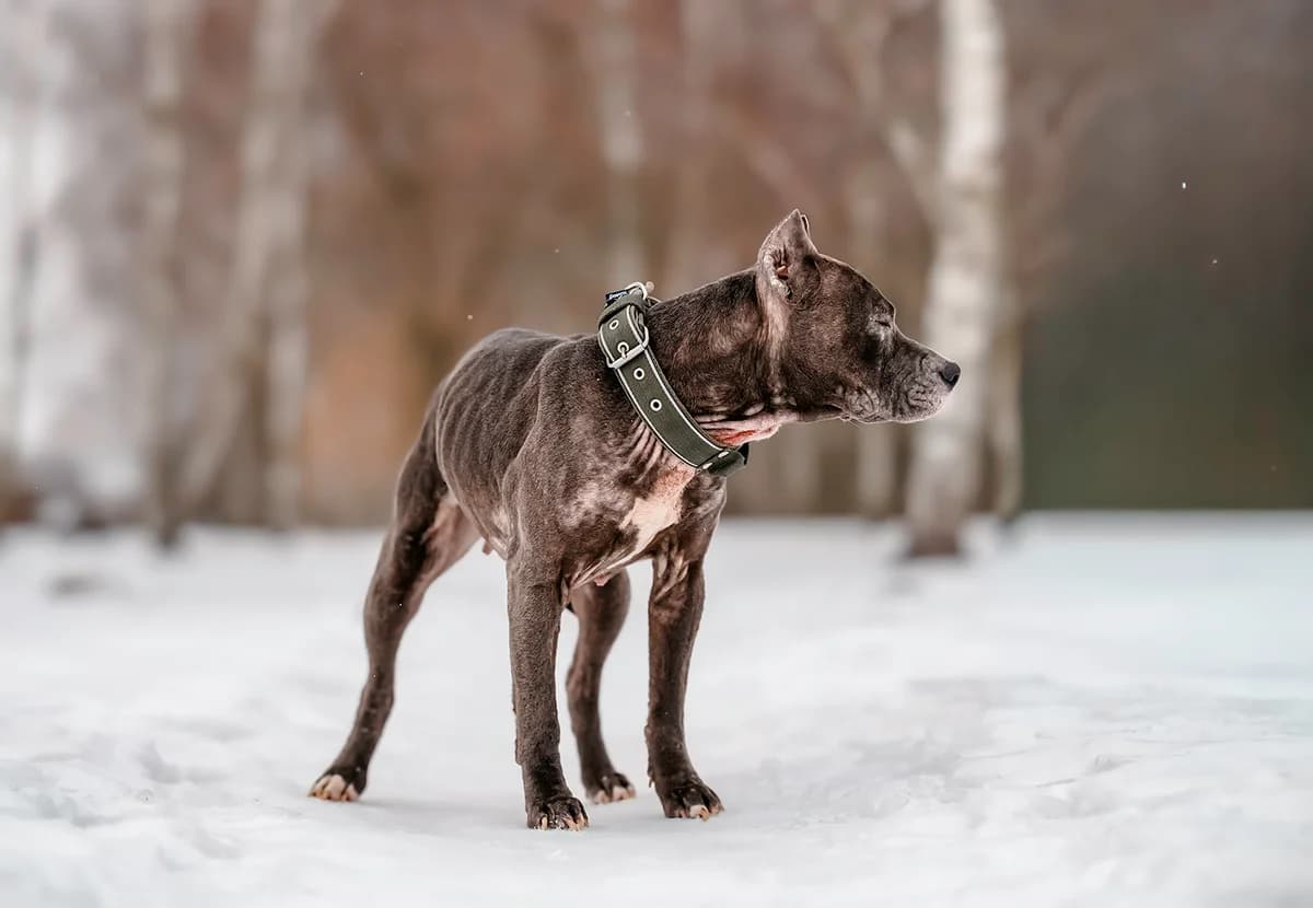 CASI, female American Staffordshire Terrier for adoption at Fundacja AST (Adoptuj Staffa i Teriera)