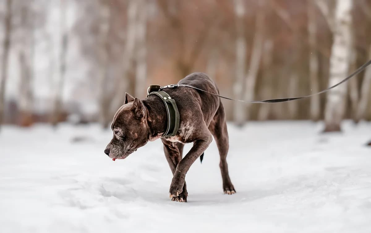 CASI, female American Staffordshire Terrier for adoption at Fundacja AST (Adoptuj Staffa i Teriera) — photo 2 of 7