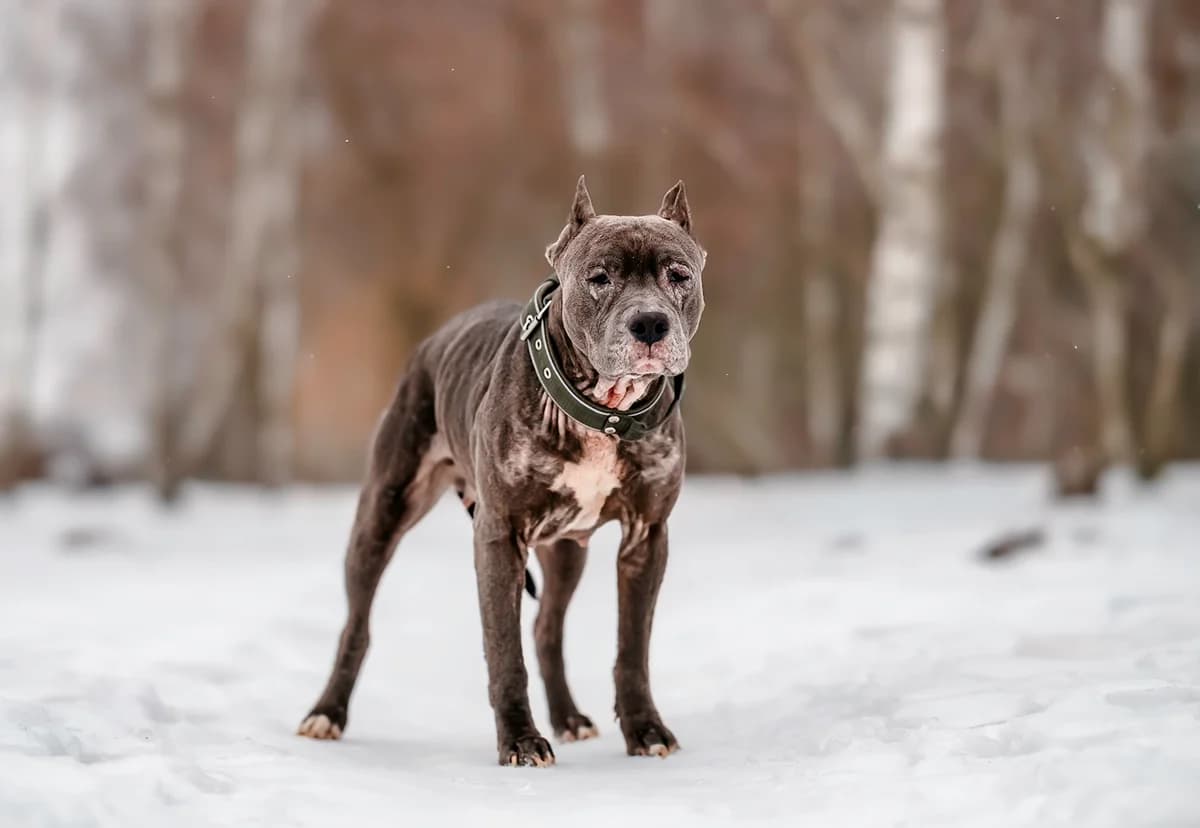 CASI, female American Staffordshire Terrier for adoption at Fundacja AST (Adoptuj Staffa i Teriera) — photo 3 of 7