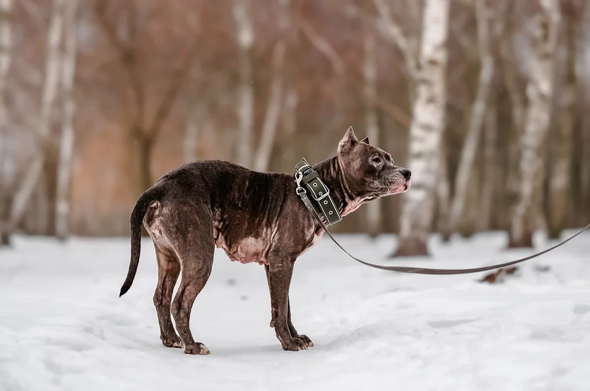 CASI, female American Staffordshire Terrier for adoption at Fundacja AST (Adoptuj Staffa i Teriera) — photo 4 of 7