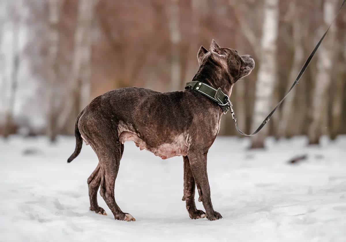 CASI, female American Staffordshire Terrier for adoption at Fundacja AST (Adoptuj Staffa i Teriera) — photo 5 of 7