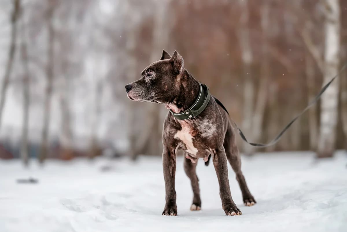 CASI, female American Staffordshire Terrier for adoption at Fundacja AST (Adoptuj Staffa i Teriera) — photo 6 of 7