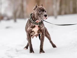 CASI, female American Staffordshire Terrier for adoption at Fundacja AST (Adoptuj Staffa i Teriera) — photo 7 of 7