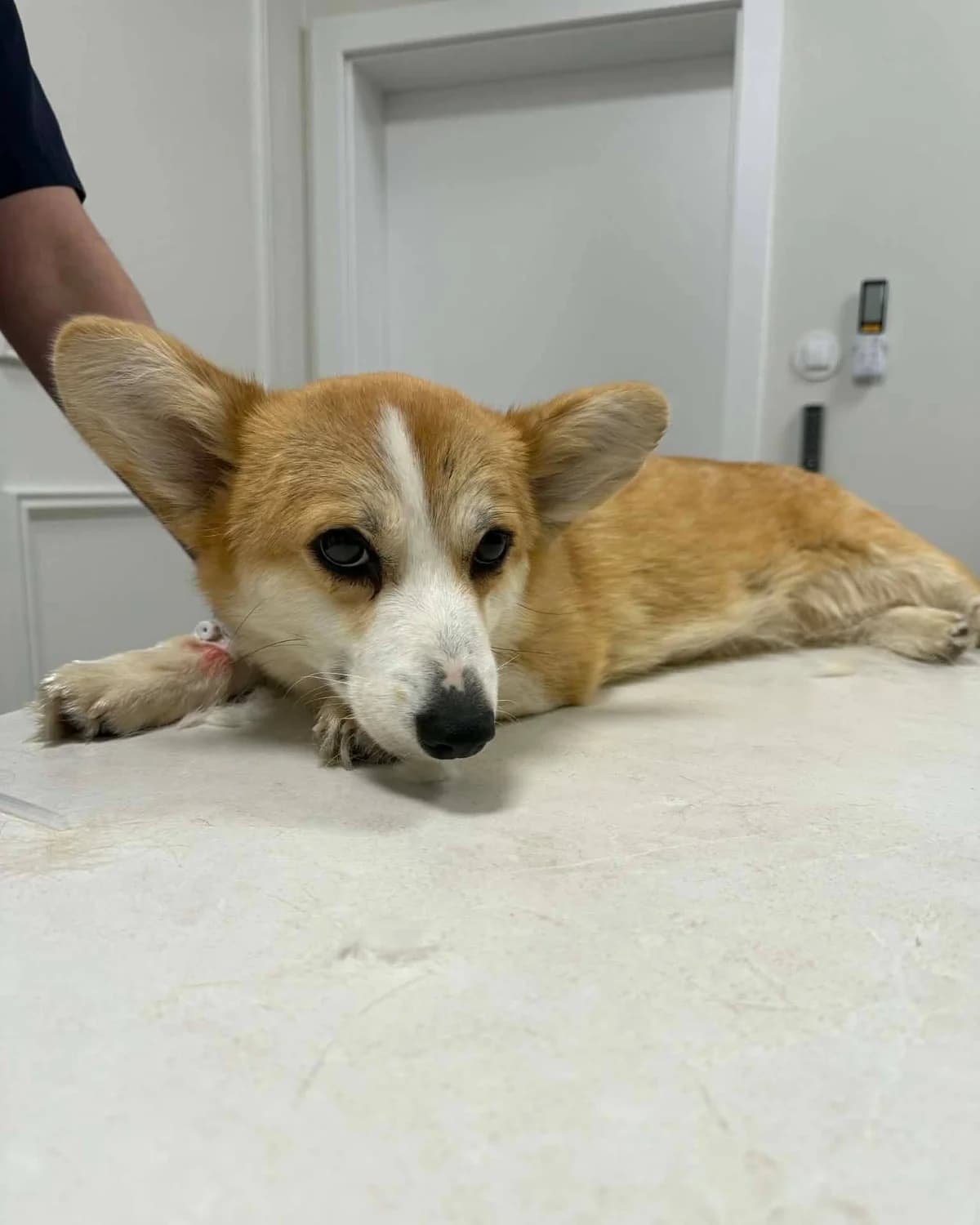 TINA, female Mixed Breed for adoption at Fundacja AST (Adoptuj Staffa i Teriera)