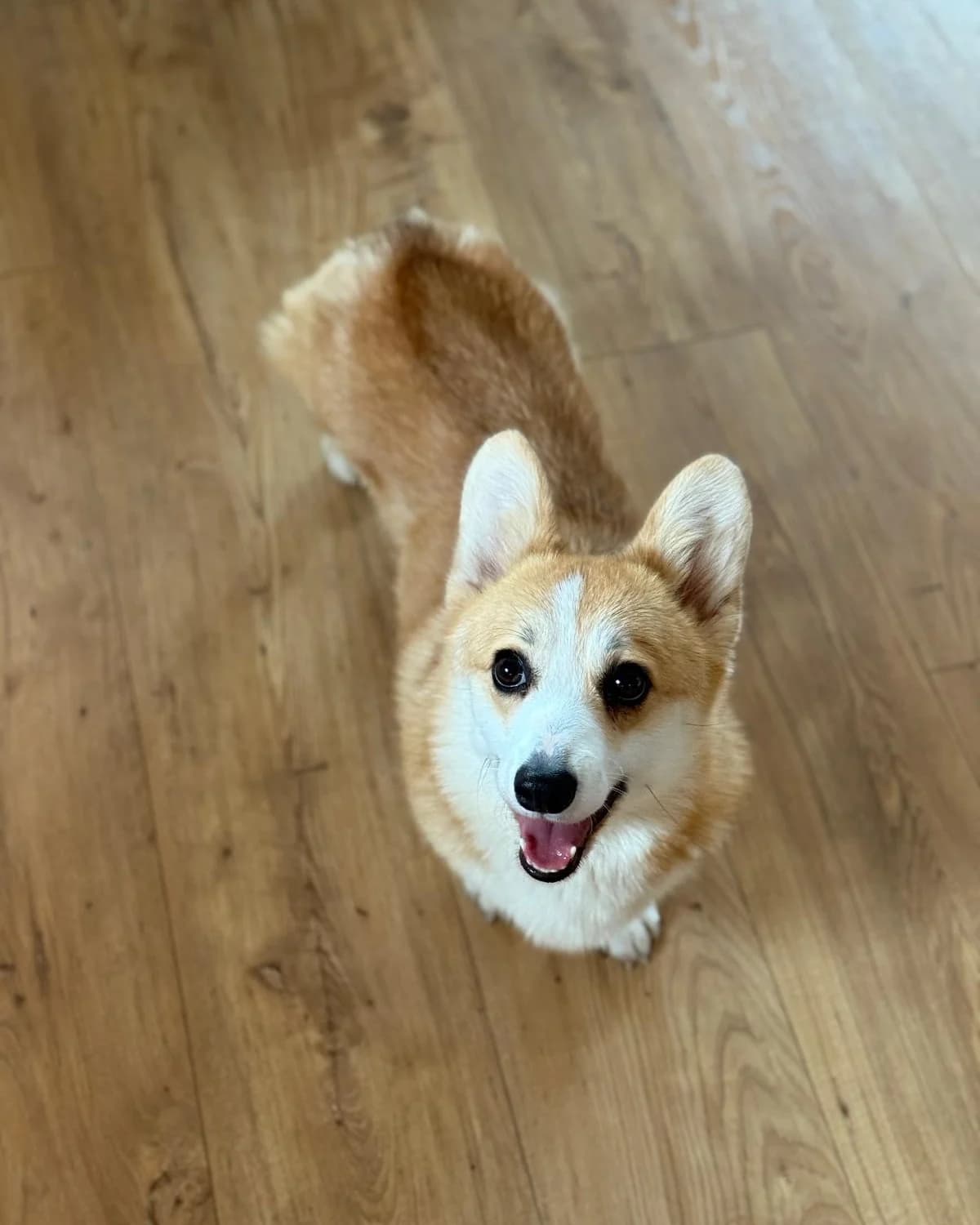 TINA, female Mixed Breed for adoption at Fundacja AST (Adoptuj Staffa i Teriera) — photo 2 of 7