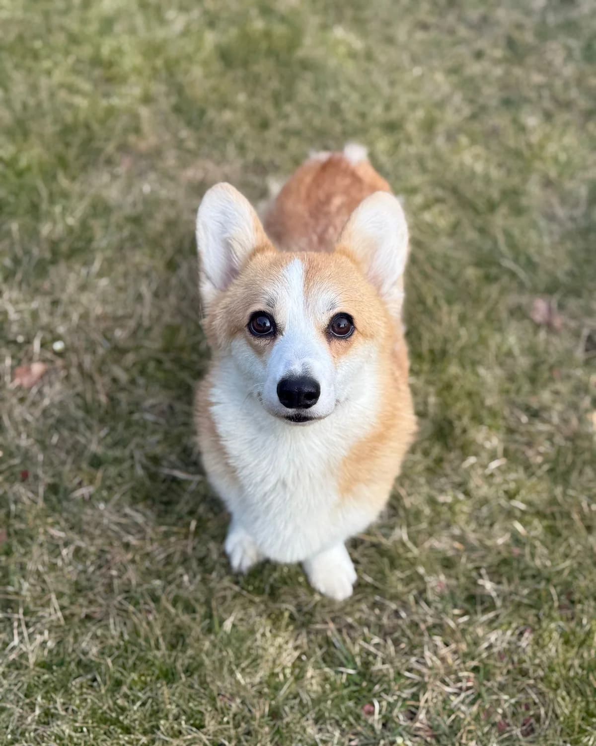 TINA, female Mixed Breed for adoption at Fundacja AST (Adoptuj Staffa i Teriera) — photo 3 of 7