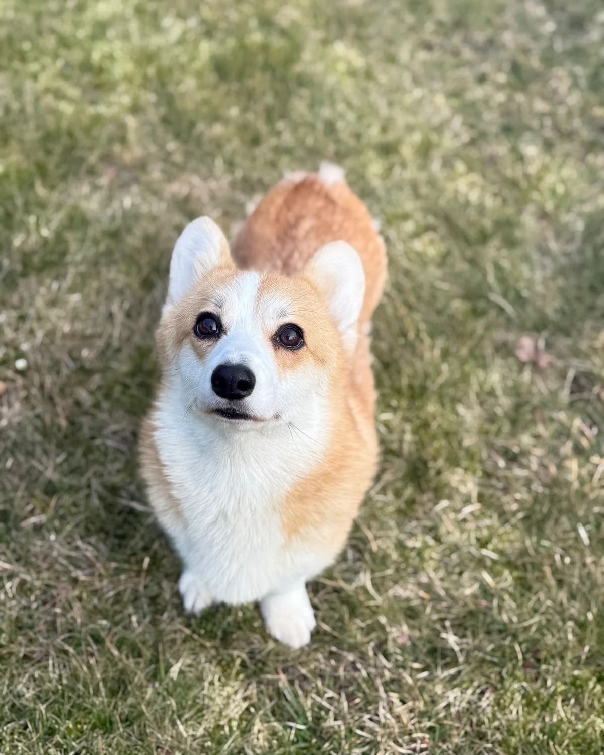 TINA, female Mixed Breed for adoption at Fundacja AST (Adoptuj Staffa i Teriera) — photo 4 of 7