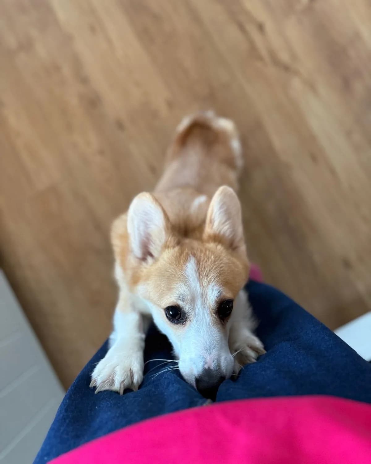 TINA, female Mixed Breed for adoption at Fundacja AST (Adoptuj Staffa i Teriera) — photo 5 of 7