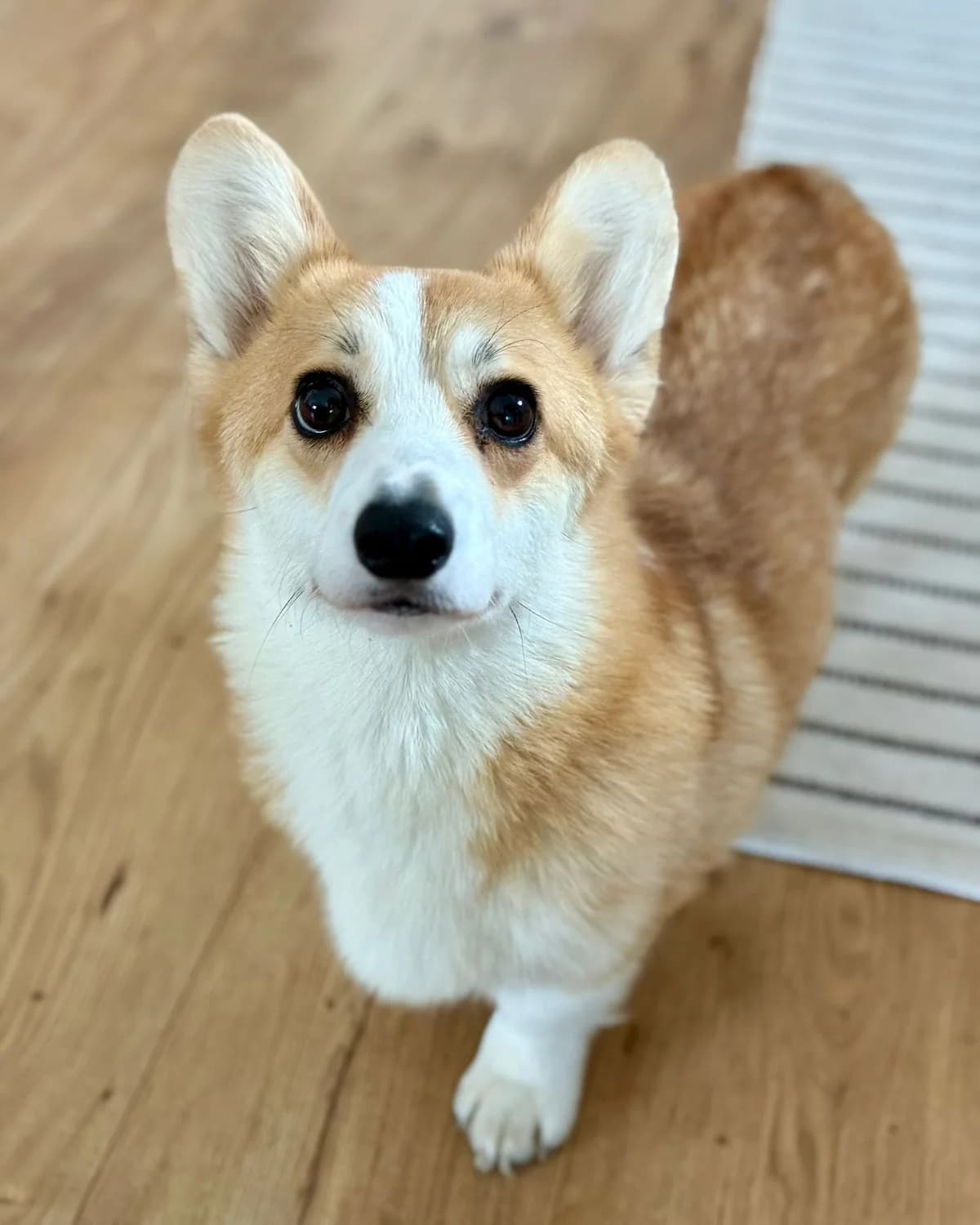 TINA, female Mixed Breed for adoption at Fundacja AST (Adoptuj Staffa i Teriera) — photo 6 of 7