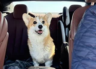 TINA, female Mixed Breed for adoption at Fundacja AST (Adoptuj Staffa i Teriera) — photo 7 of 7