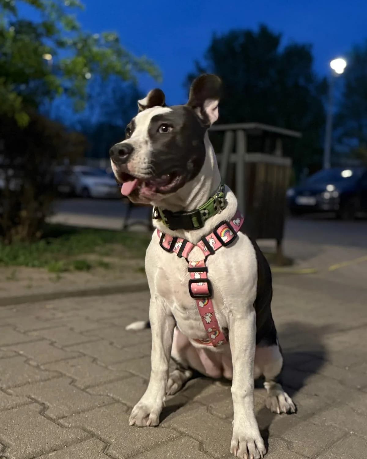 ARI, female puppy American Staffordshire Terrier for adoption at Fundacja AST (Adoptuj Staffa i Teriera)