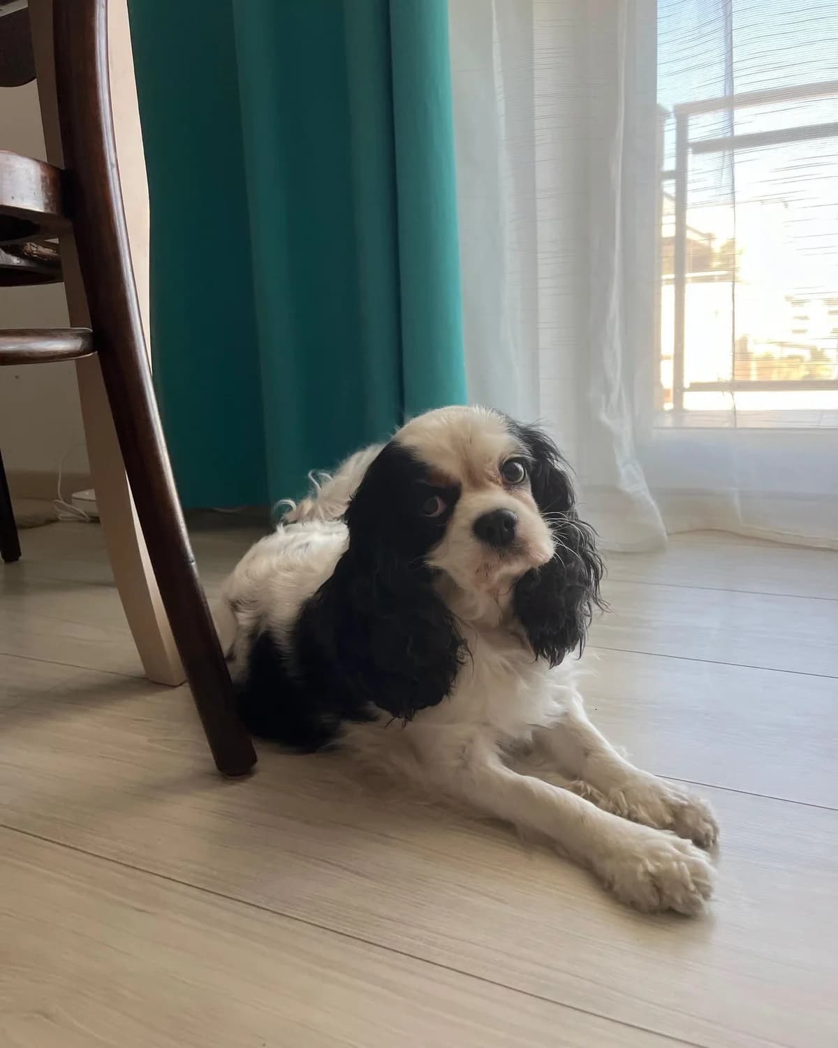 ABI, female senior mixed breed for adoption at Fundacja AST (Adoptuj Staffa i Teriera)