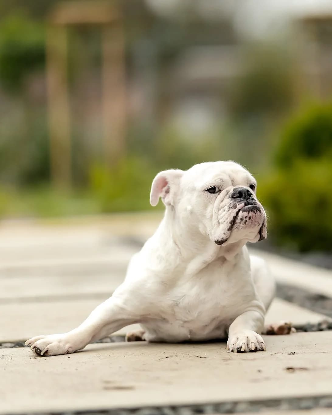 MUMU, female 4yo English Bulldog for adoption at Fundacja AST (Adoptuj Staffa i Teriera)