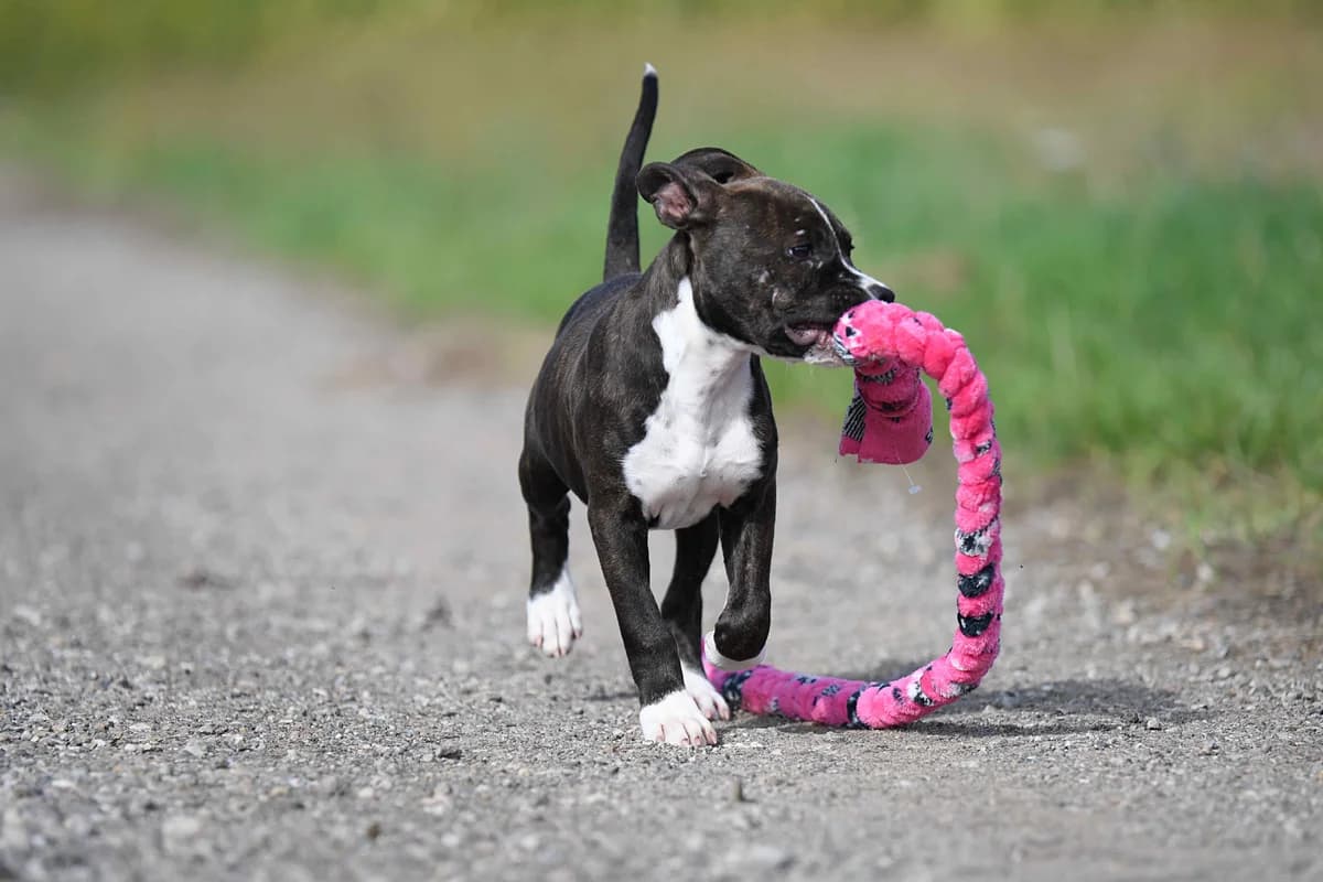ZOLA, female puppy American Staffordshire Terrier for adoption at Fundacja AST (Adoptuj Staffa i Teriera)
