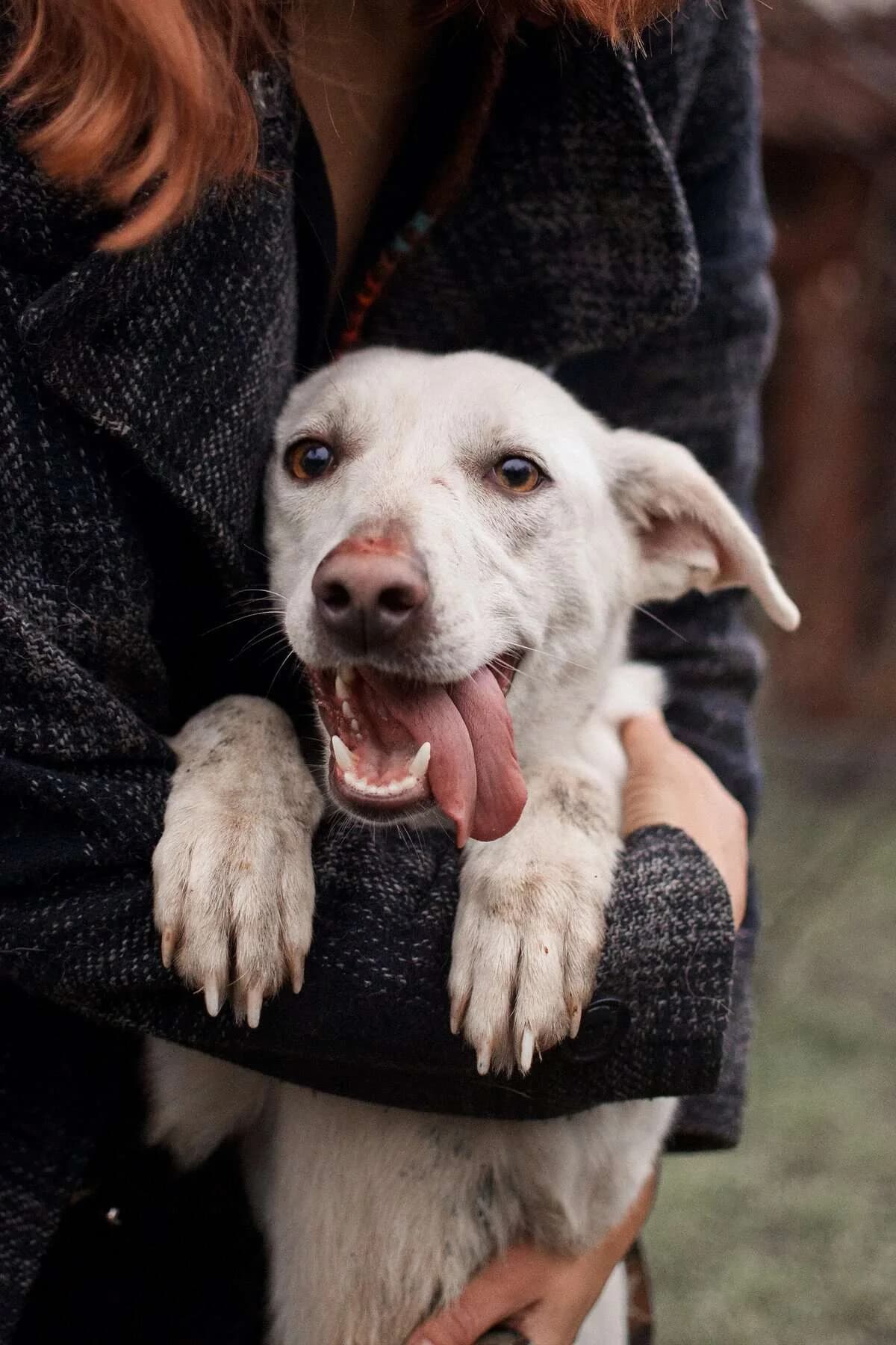 Umka, female Mixed Breed for adoption at Fundacja EkoStraż, Wrocław
