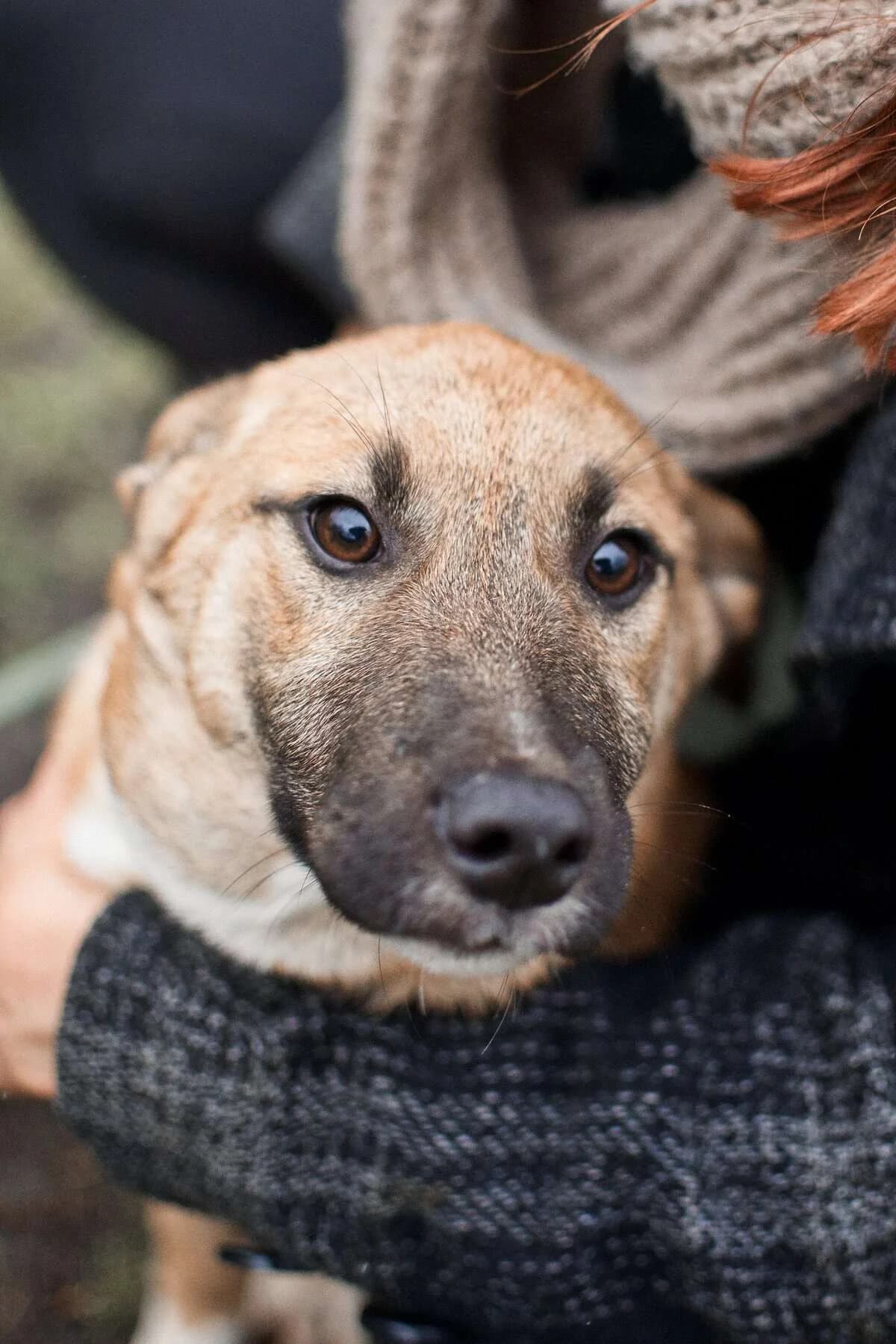 Monya, female puppy Mixed Breed for adoption at Fundacja EkoStraż, Wrocław