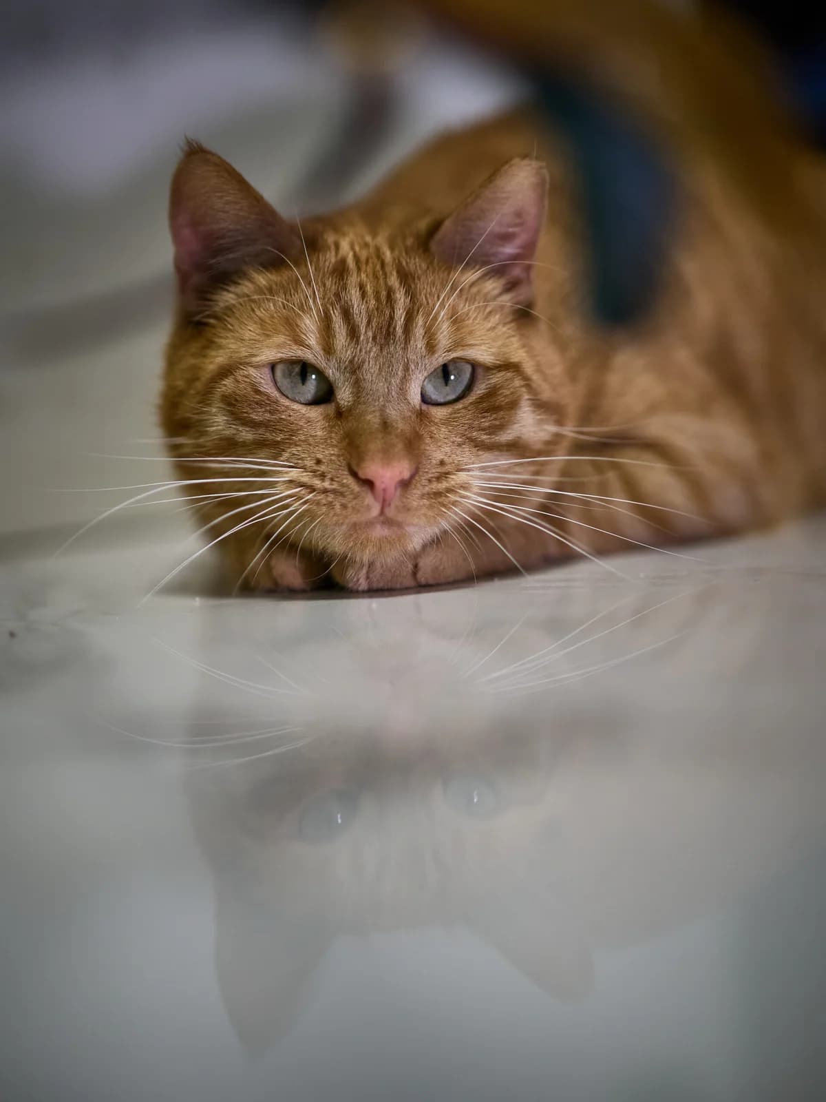 Krawczyk, Mixed Breed (Fundacja EkoStraż)