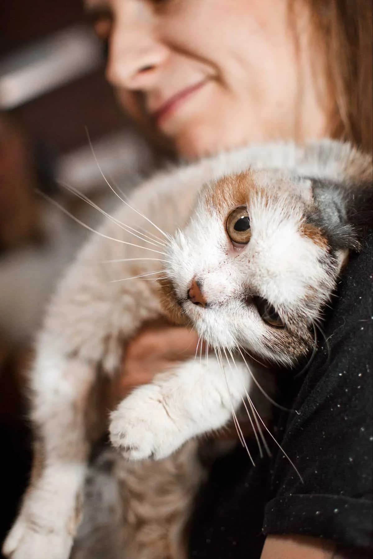 Misia, female senior Mixed Breed for adoption at Fundacja EkoStraż, Wrocław