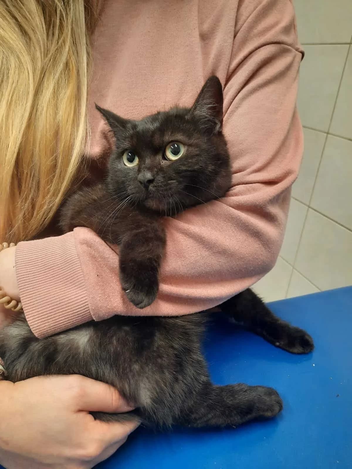 Chornushka, female Mixed Breed for adoption at Fundacja EkoStraż, Wrocław